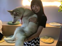 汤圆-Husky Go! 哈士奇体验馆·宠物咖啡厅狗咖