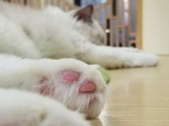 -猫和宫(六道口店)