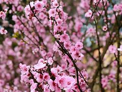 -铁山坪森林公园