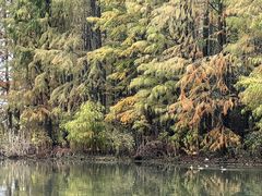 -上海海湾国家森林公园