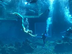 -海棠湾洲际-涛·海底餐厅·美人鱼·自助餐·海底隧道