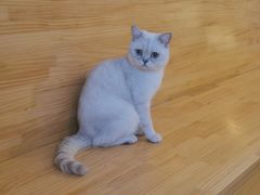 -猫腻·猫咖·撸猫馆(星光大道店)