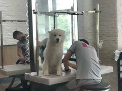 -帕帕拉兹宠物(亚洲旗舰店)