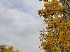 -洲头咀公园