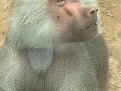-青藏高原野生动物园