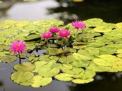 -国家植物园南园