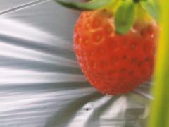 -大自然农场蔬菜草莓采摘园