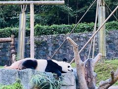 -都江堰中华大熊猫苑