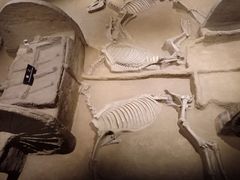 -洛阳周王城天子驾六博物馆