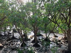 -宝安西湾红树林湿地公园