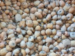 -福清滑粉(一拂店)