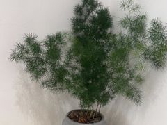 -素咫咖啡CLIFEROSE(新安店)