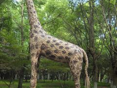 -东平国家森林公园