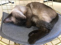 -藏猫猫咖啡主题馆(中央大道店)