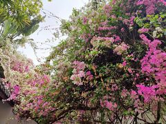 -深圳国际园林花卉博览园