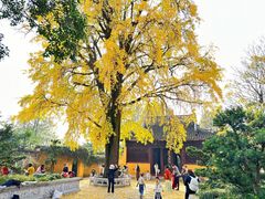 -苏州上方山国家森林公园