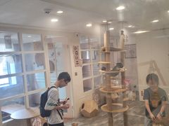 -楼上猫咖(罗湖店)