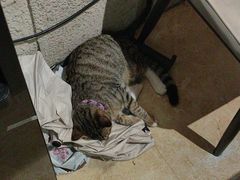 -逃脱反斗城沉浸剧情密室(北京路店)