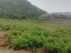 -渭南桃花源民俗文化园