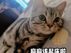 -猫大福·Fortune Cat猫舍(百子湾店)