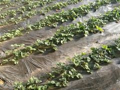 -田趣农庄草莓采摘园