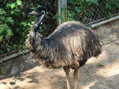 -石家庄市动物园