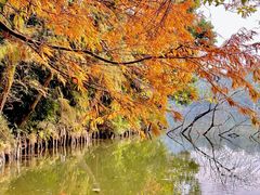 -深圳仙湖植物园