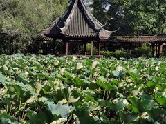 -上海醉白池公园