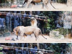 -清迈夜间动物园