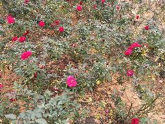 -松山湖梦幻百花洲