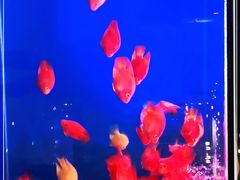 -姜君·千岛湖鱼头馆(浦东大道店)