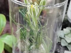 -双季花艺园艺市场(浦东店)