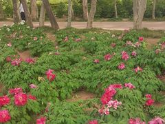-洛阳市隋唐城遗址植物园