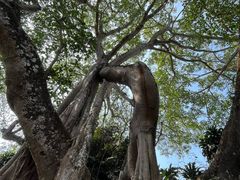 -瑞丽独树成林风景区