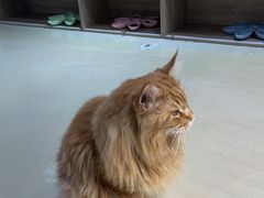 -藏猫猫咖啡主题馆(中央大道店)