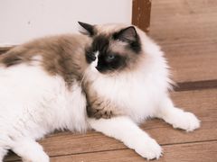 -有猫主题·治愈系猫咖(曾厝垵店)