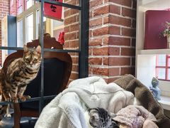-猫小院猫主题餐厅(南锣旗舰店)