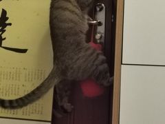 -中农大我爱我爱动物医院·核磁CT·猫病·24小时夜诊中心(石佛营店)