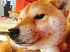 -猫色咖啡·猫咖