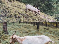 -硗碛藏寨·神木垒景区