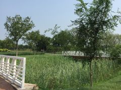 景点-官港森林公园