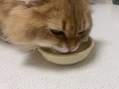 -瑞派康怡24h宠物医院·犬猫医疗中心·微创绝育(瑞景分院)
