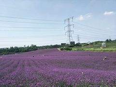 -紫颐香薰山谷景区