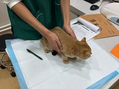 -瑞派宠物医院·犬猫全科·猫友好(宾水西道店)