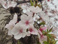 -冶春茶社(珍园店)