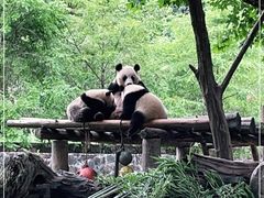 -都江堰中华大熊猫苑