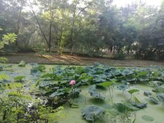 -长白岛森林公园