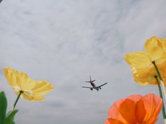 -空港花田景区