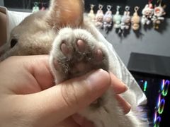 -翊宠yipet猫狗购宠庄园
