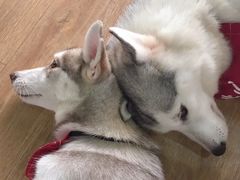 -Husky Go! 哈士奇体验馆·宠物咖啡厅狗咖